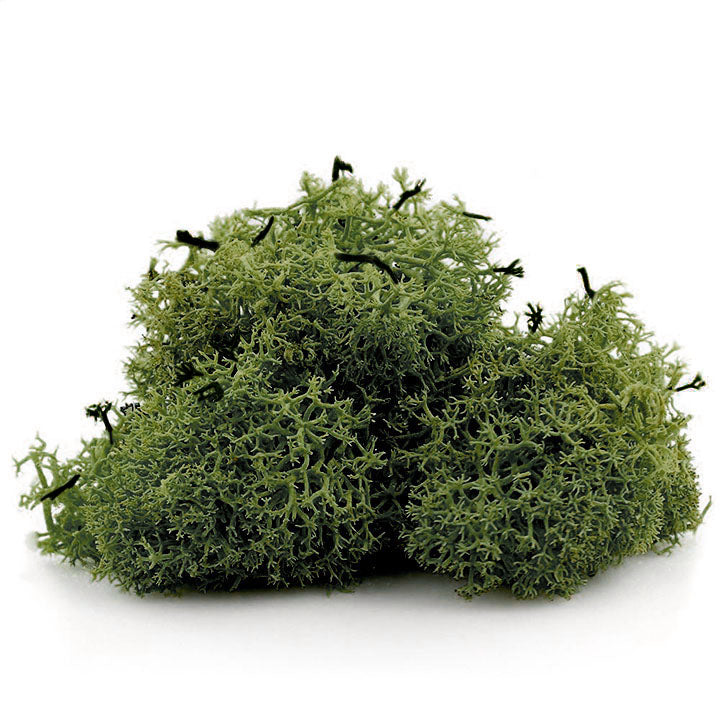 Исландски мъх 12 g – Зелен