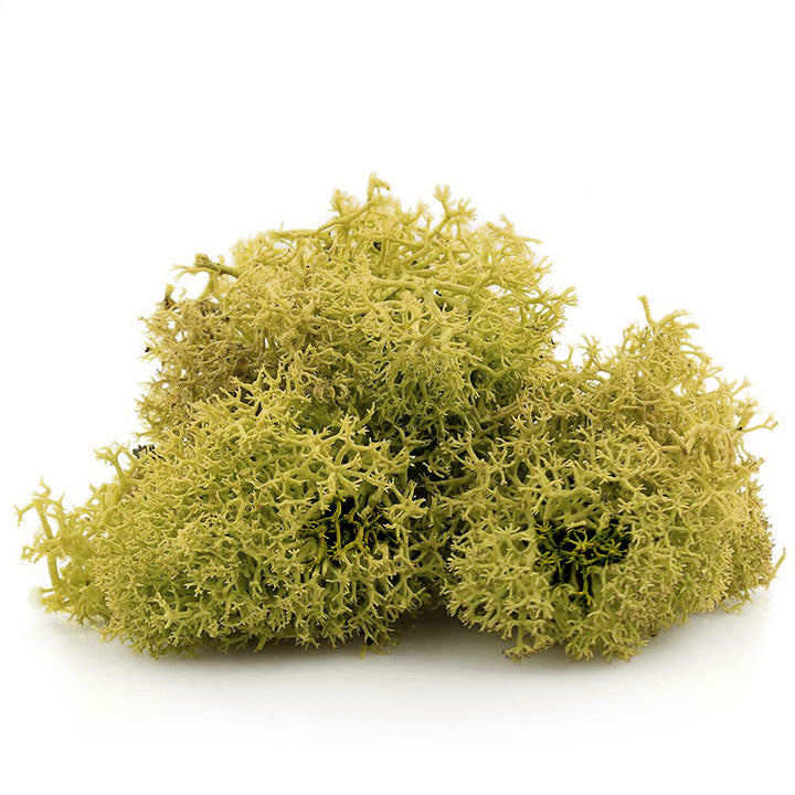Исландски мъх 12 g – Жълт