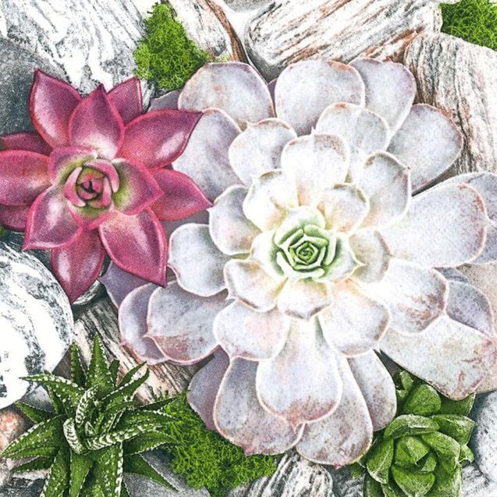 Салфетки за декупаж Succulent Plants and Stones Composition - 1 брой — изображение 1