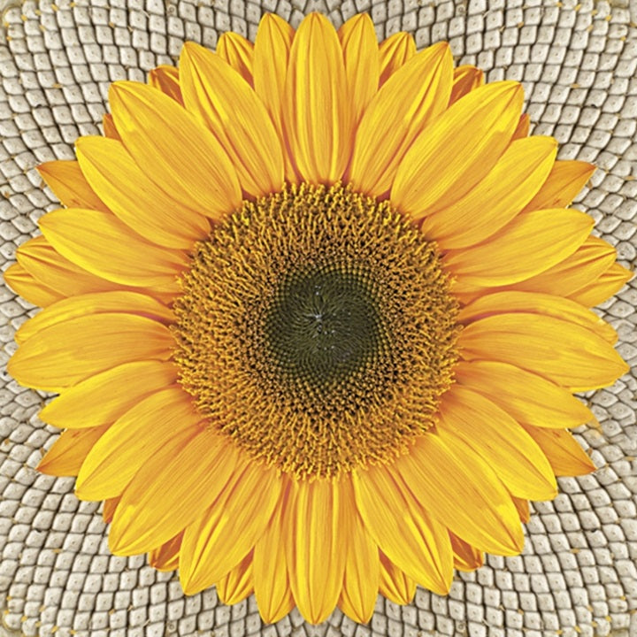 Салфетки за декупаж Sunflower on Seeds - 1 бр. — изображение 1